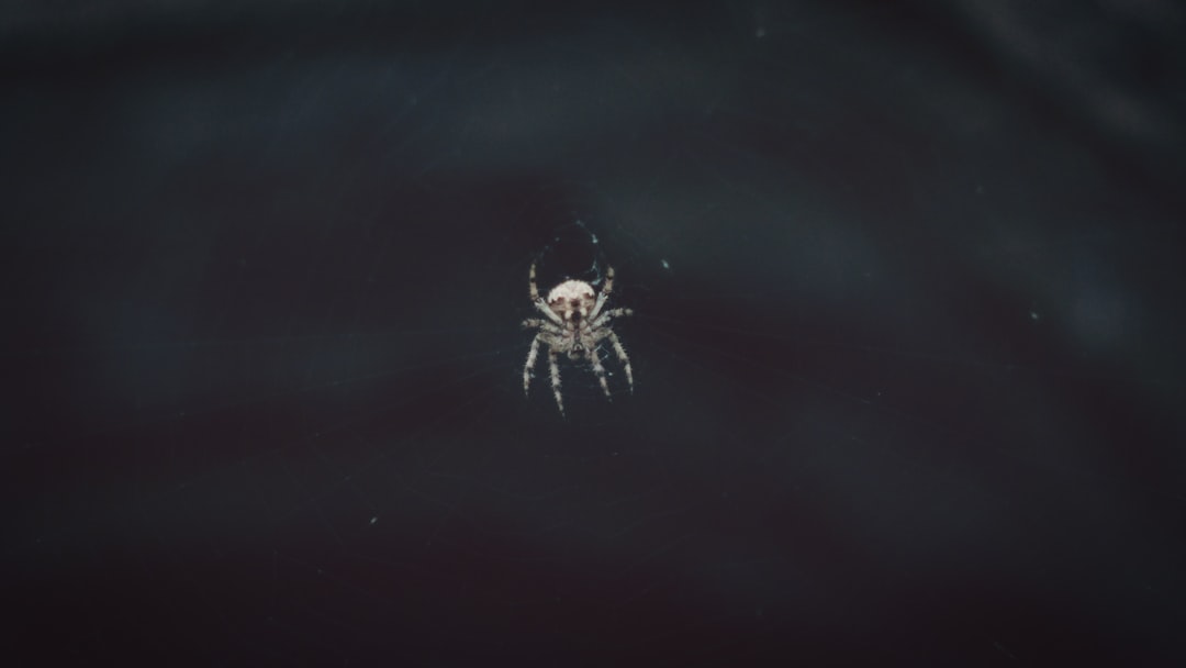 تفسير رؤية العنكبوت في المنام: بين دلالات ابن سيرين وعلم النفس الحديث