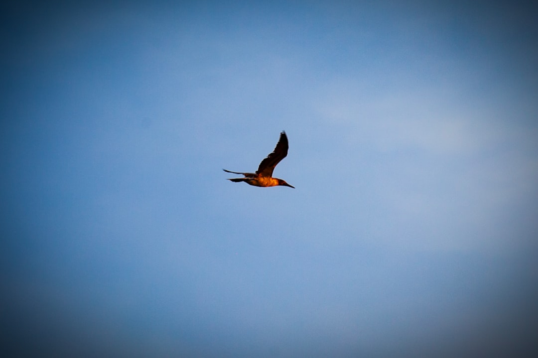a large bird flying through a blue sky