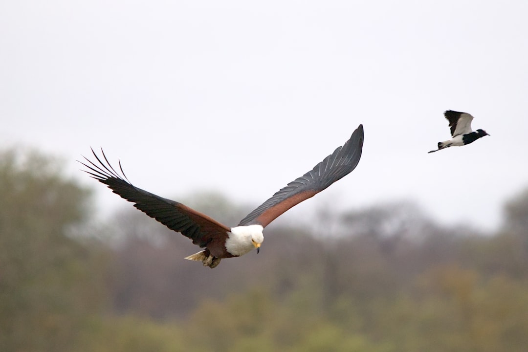 تفسير رؤية النسر في المنام: دلالات إسلامية ونفسية