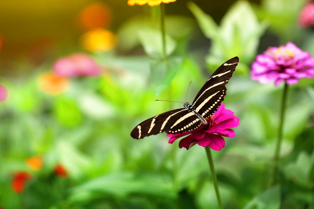black and white butterfly perched on yellow and pink flower in close up photography during daytime