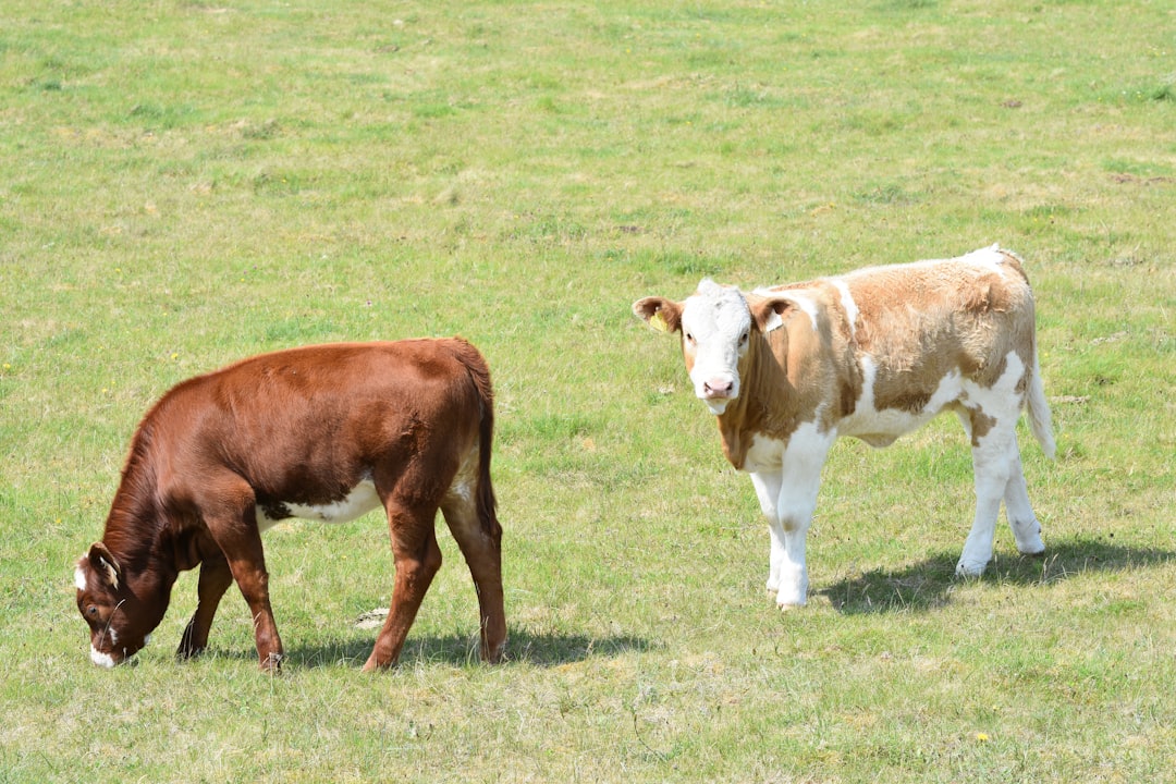 Two young cows grazing in a green field.