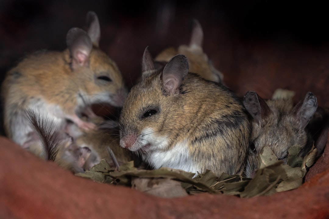 A group of small mice nestled together in dry leaves.