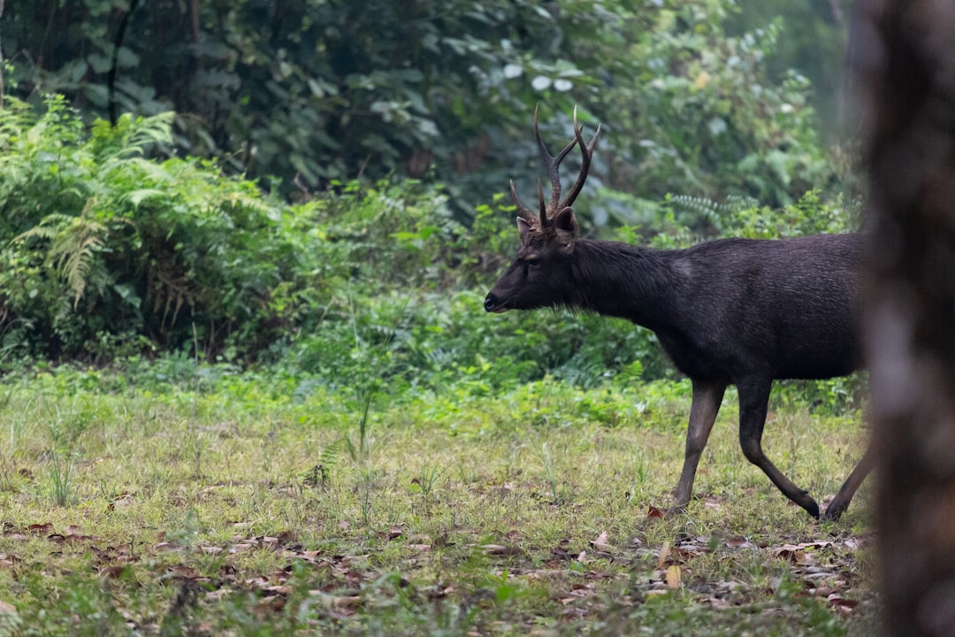 تفسير حلم الغزال في المنام: بين ابن سيرين وعلم النفس الحديث
