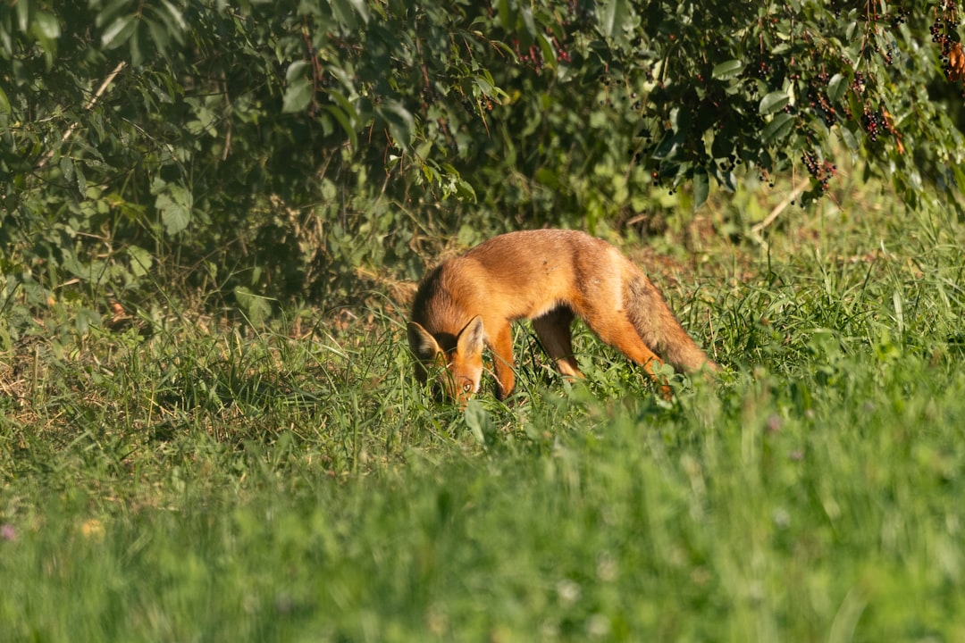 A fox is eating grass in a field