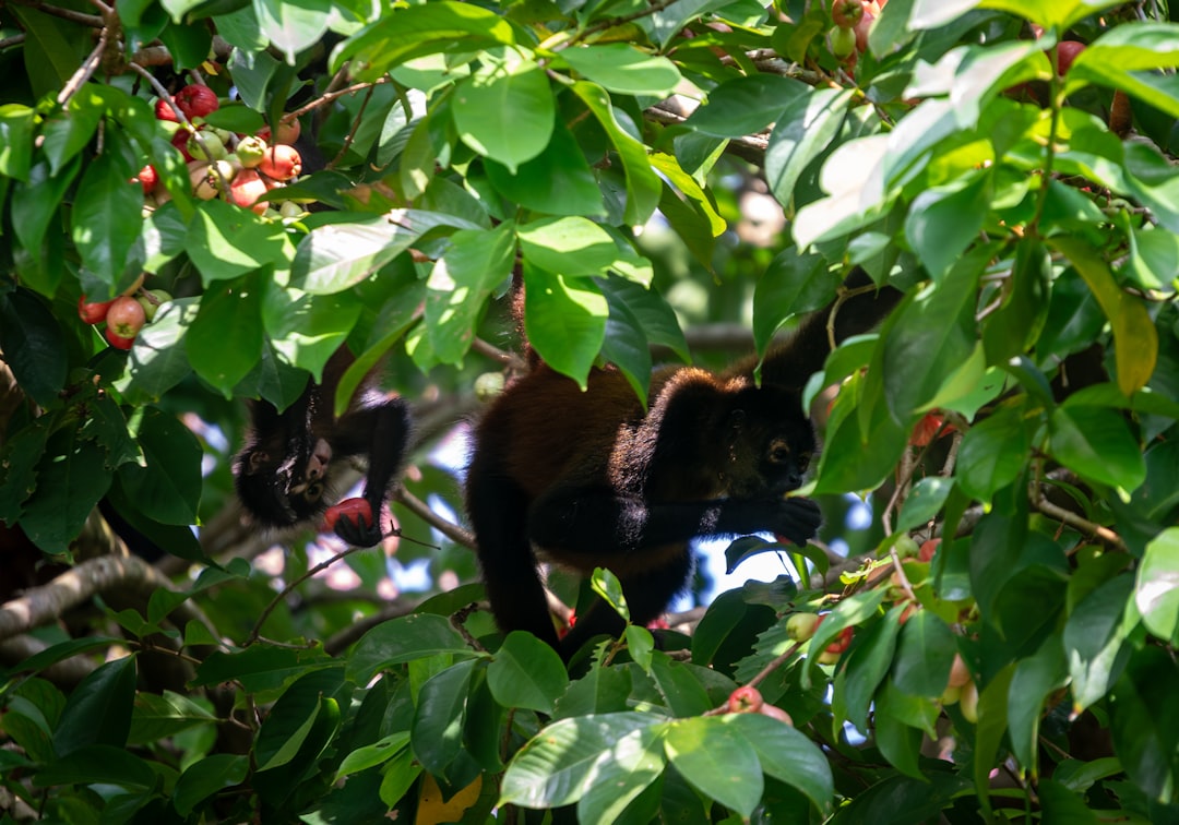 A black and white cat sitting in a tree