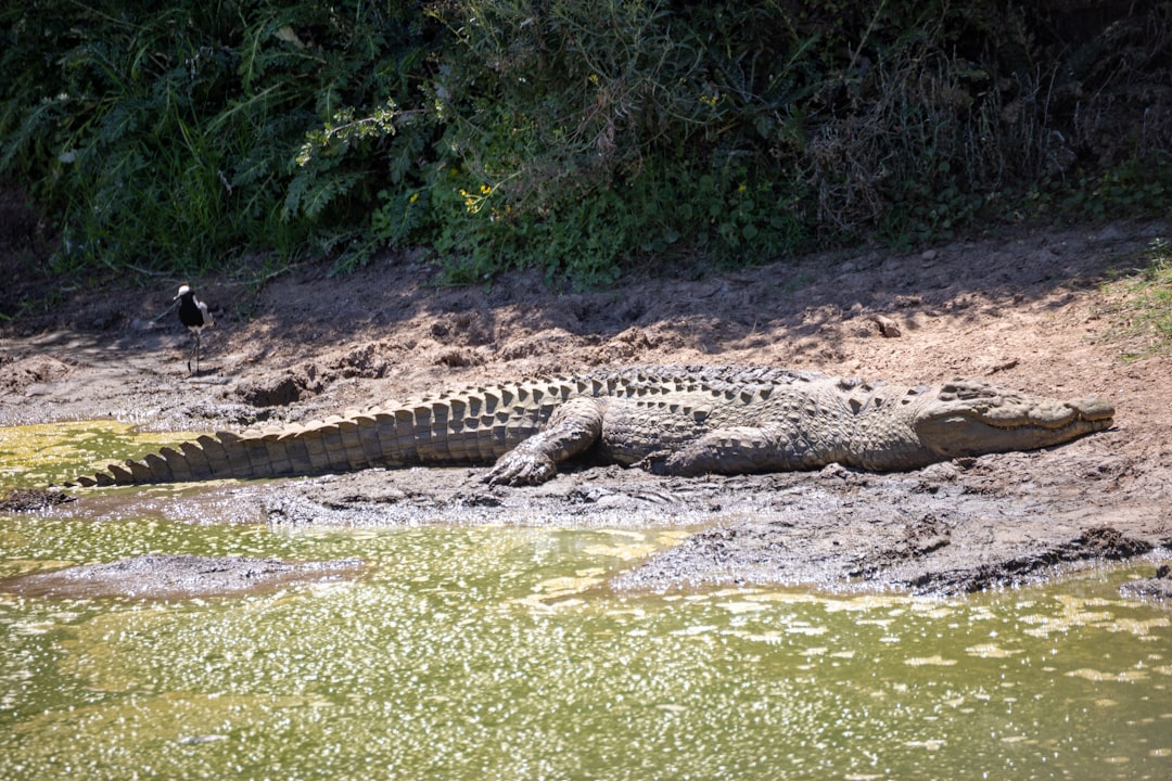 A large crocodile rests on a muddy riverbank.
