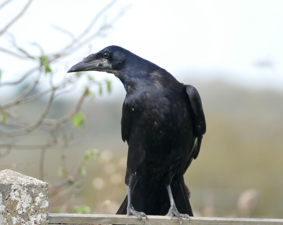 a black bird sitting on top of a wooden fence