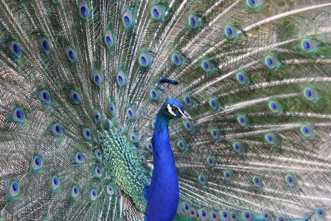a peacock with its feathers spread