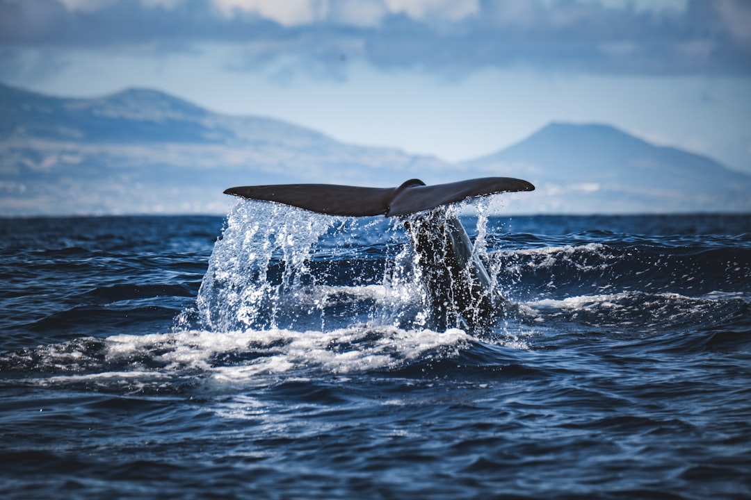 Whale tail splashing water as it dives