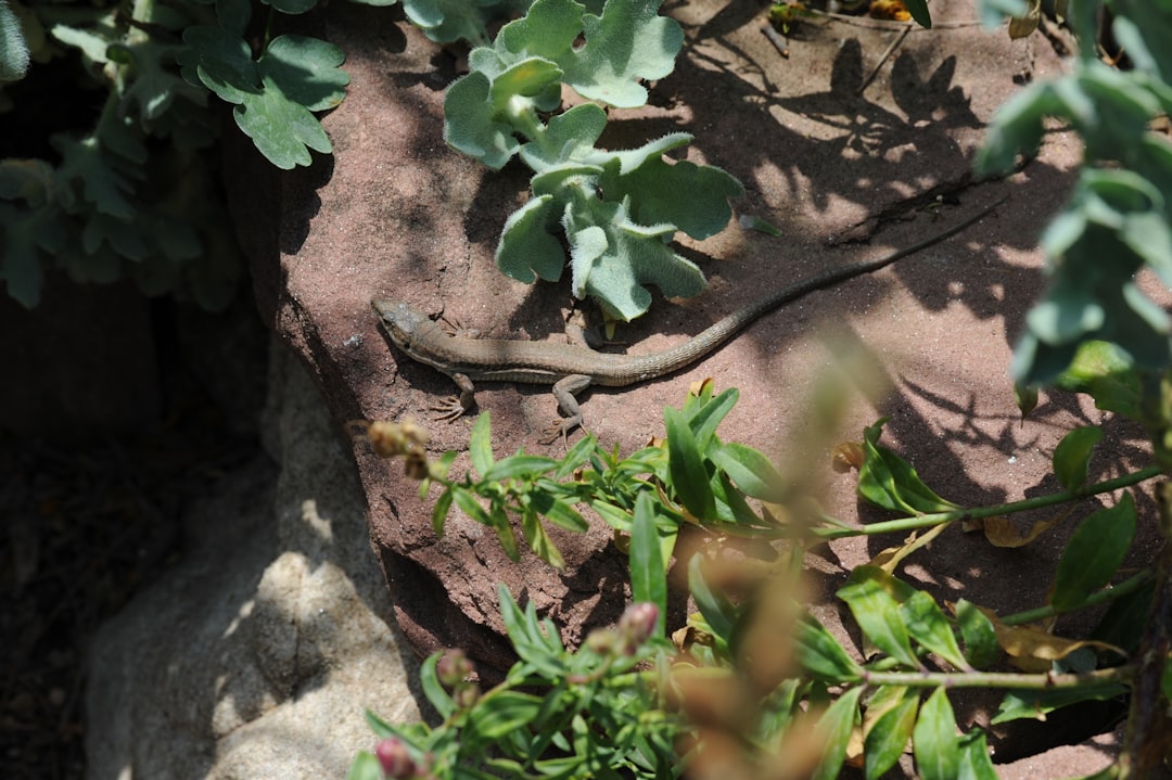 a lizard that is laying down on a rock