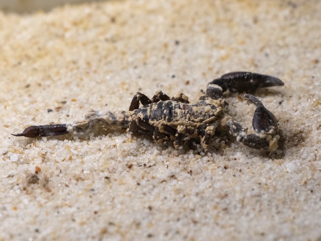 A scorpion crawling in the sand on the beach