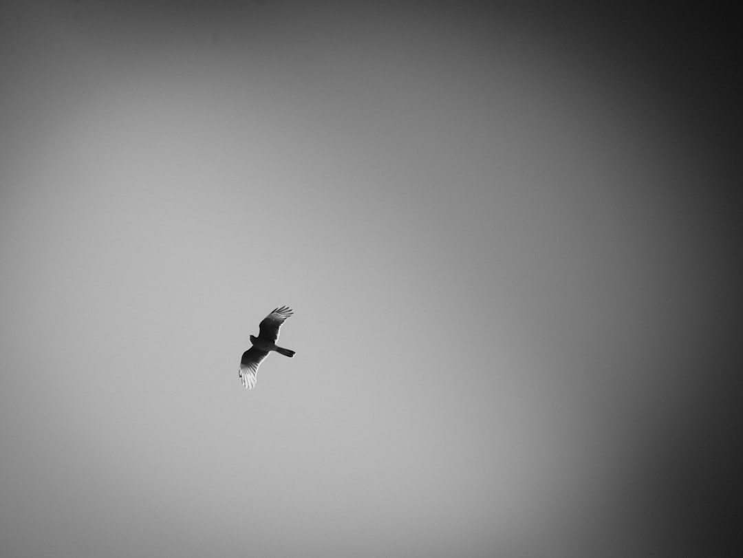 A bird of prey soars in the sky.