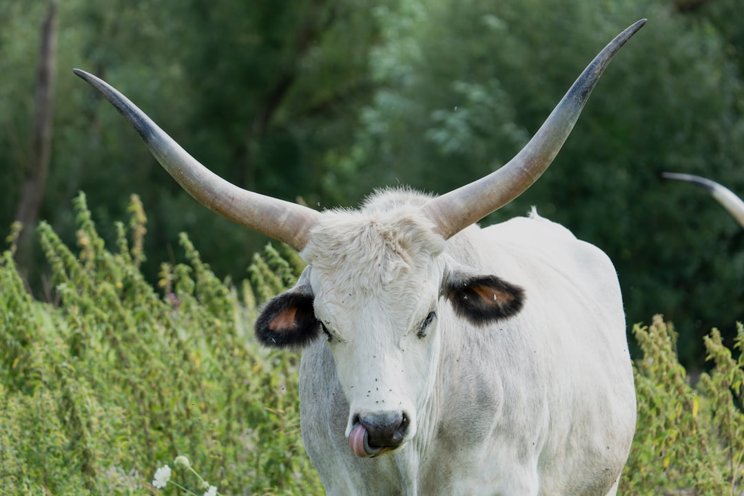 A white cow with large horns standing in a field
