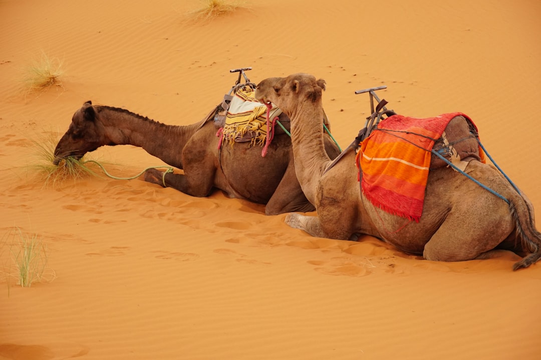 Two camels resting on a sandy desert dune.
