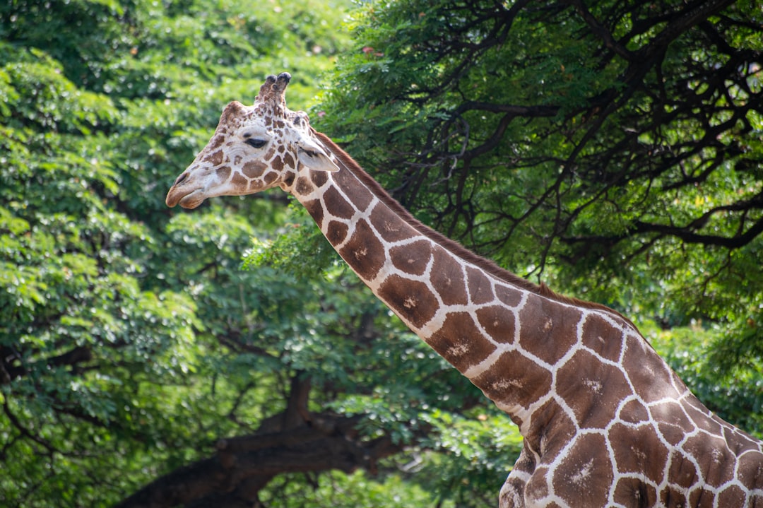 A giraffe with a long neck stands among green trees.