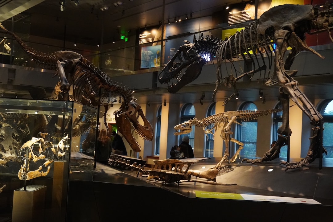Dinosaur skeletons displayed in a museum hall.