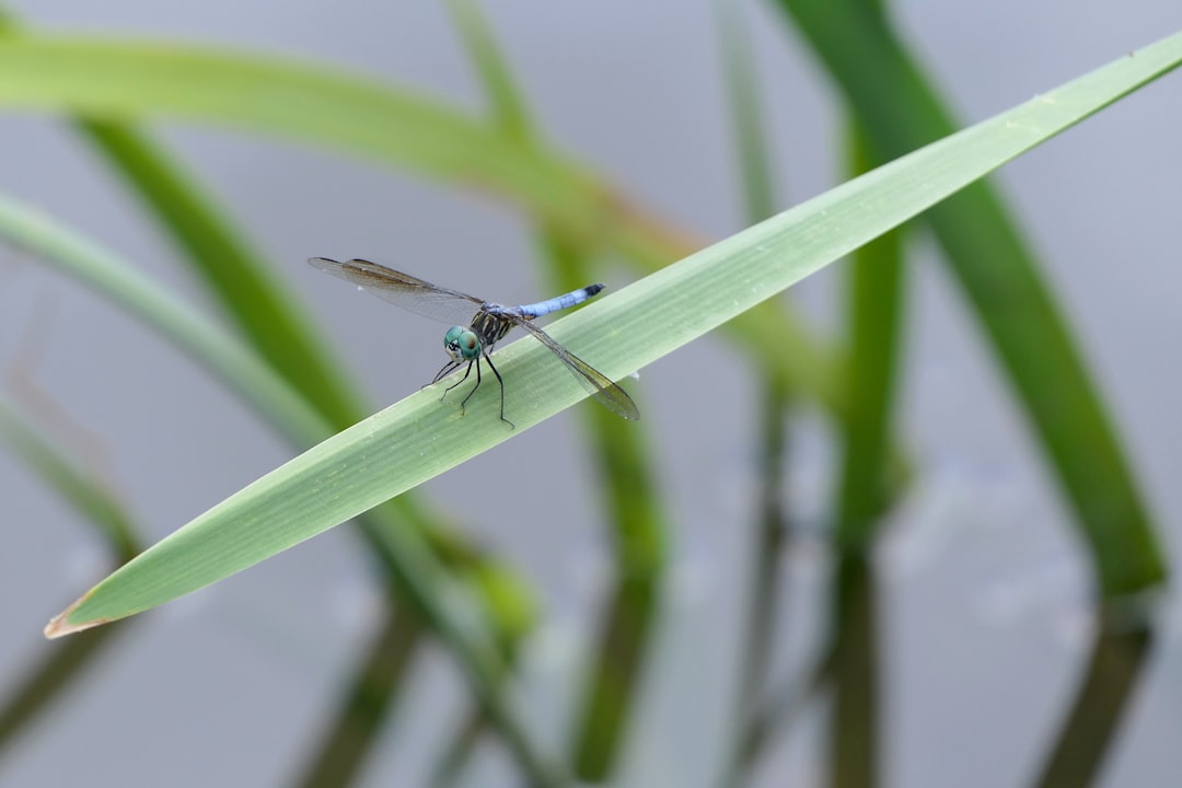 a blue dragonfly sitting on top of a green leaf
