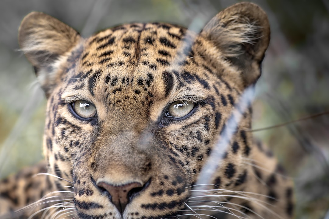 Close-up of a leopard's face with intense eyes.
