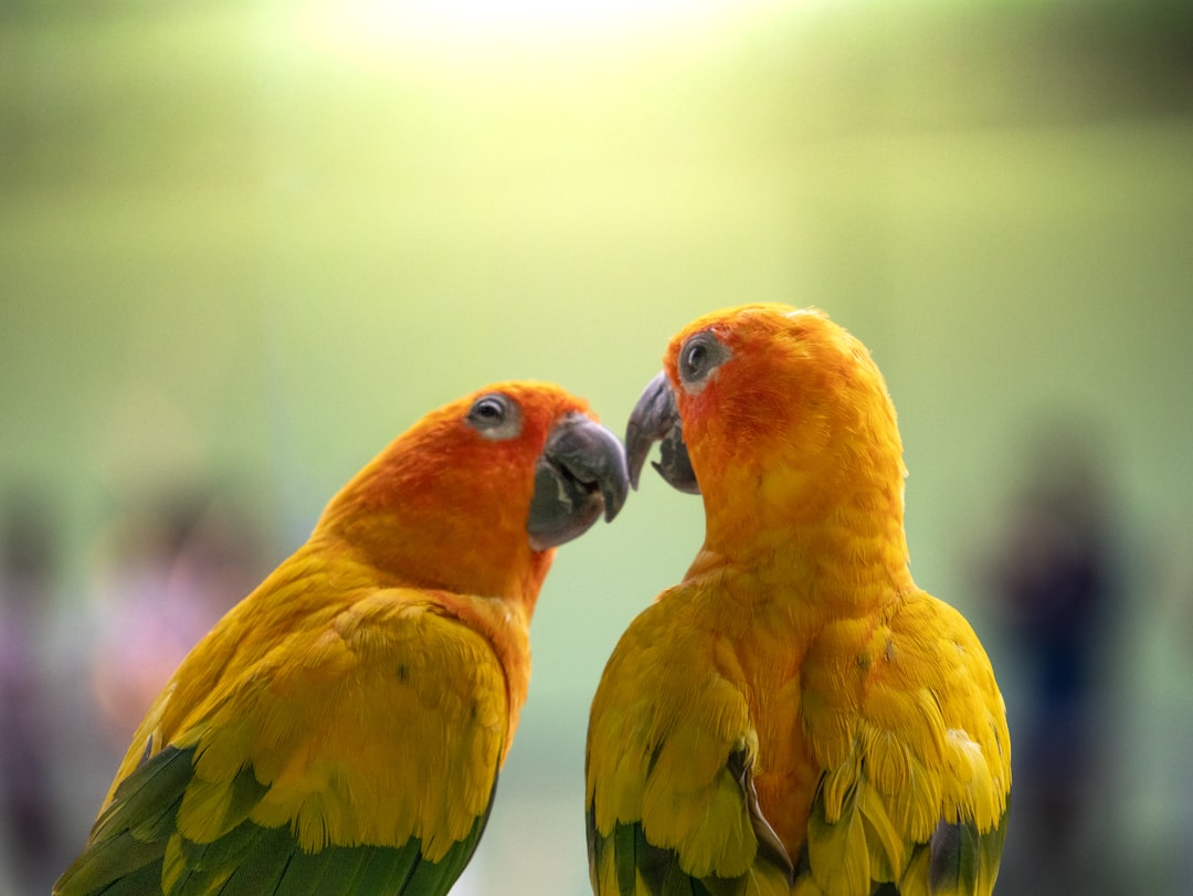 Two sun conure parrots in soft sunlight