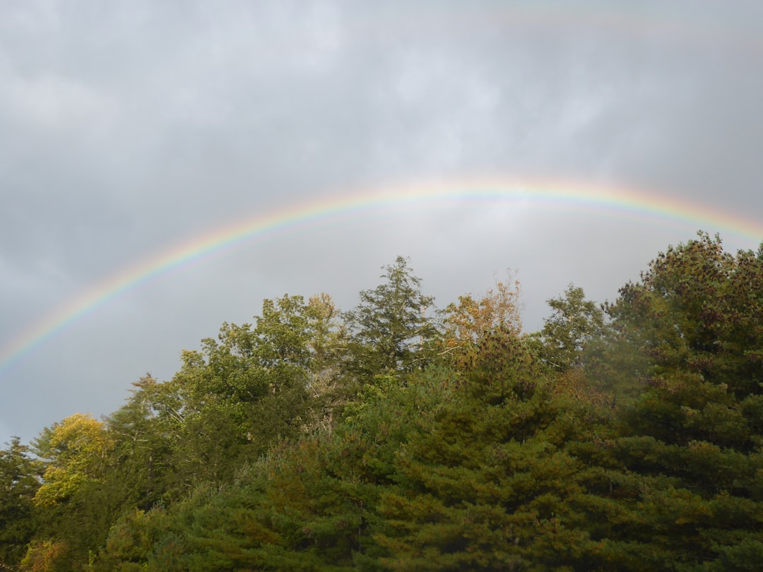 A double rainbow in the sky over a forest