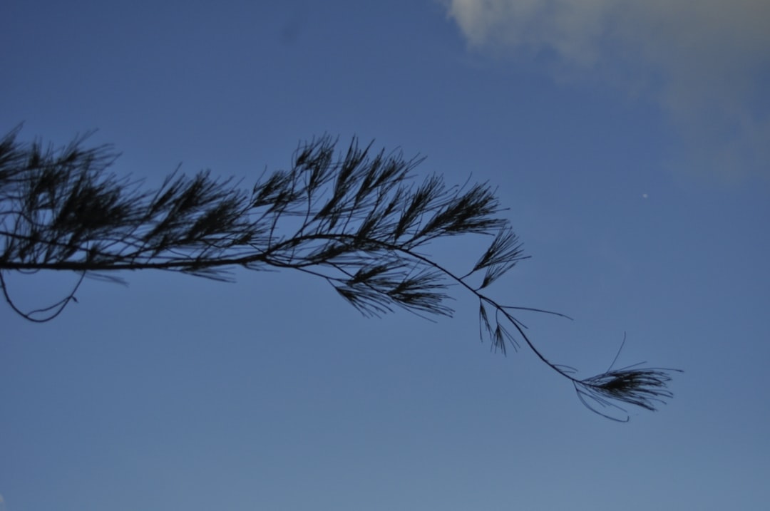 Pine needles blowing in the wind against a blue sky