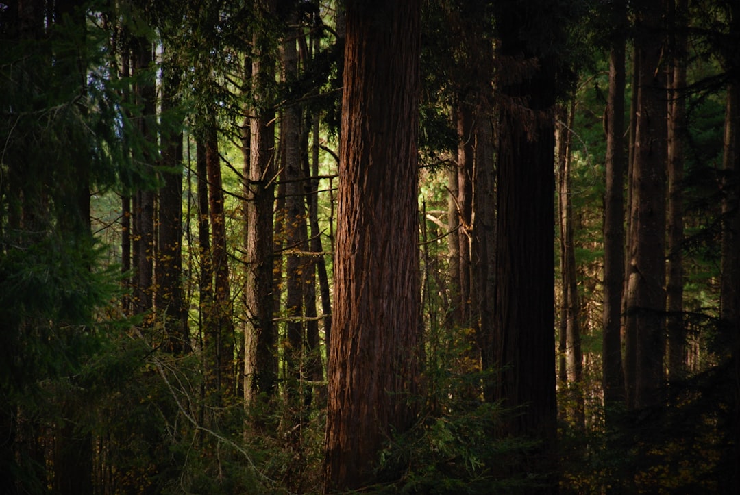 a forest filled with lots of tall trees