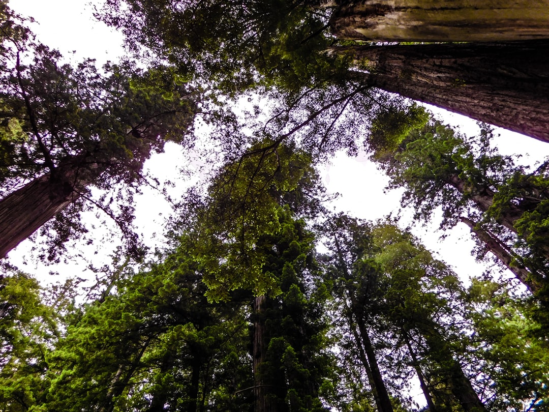 a group of tall trees standing next to each other