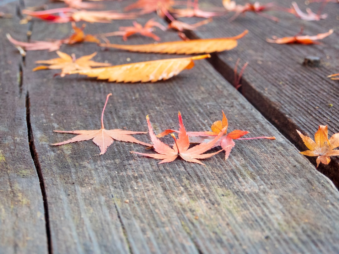 a group of leaves laying on top of a wooden table