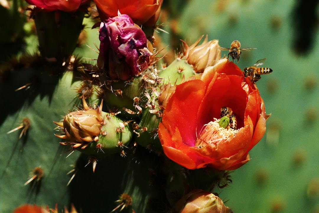 A close up of a flower on a cactus