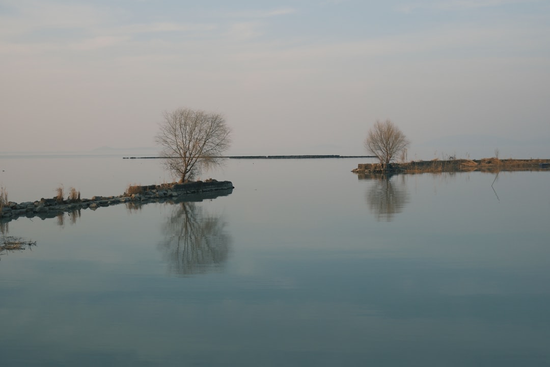 Two bare trees reflected in calm water at dusk