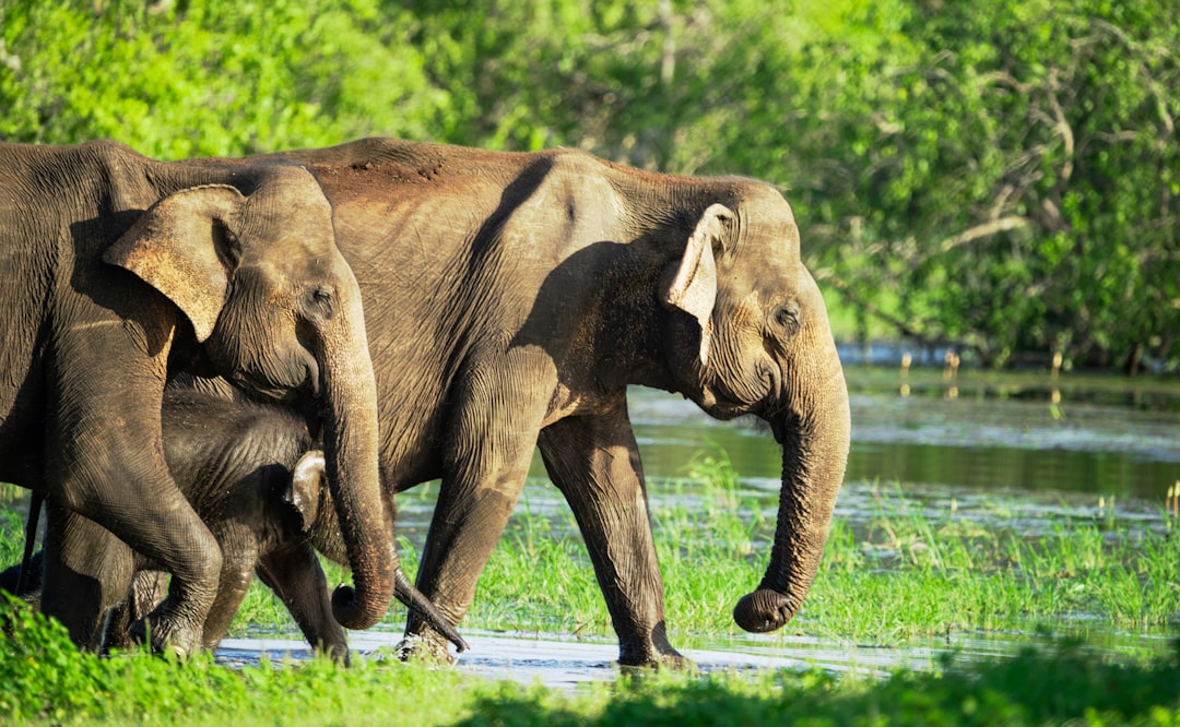 a herd of elephants walking across a lush green field