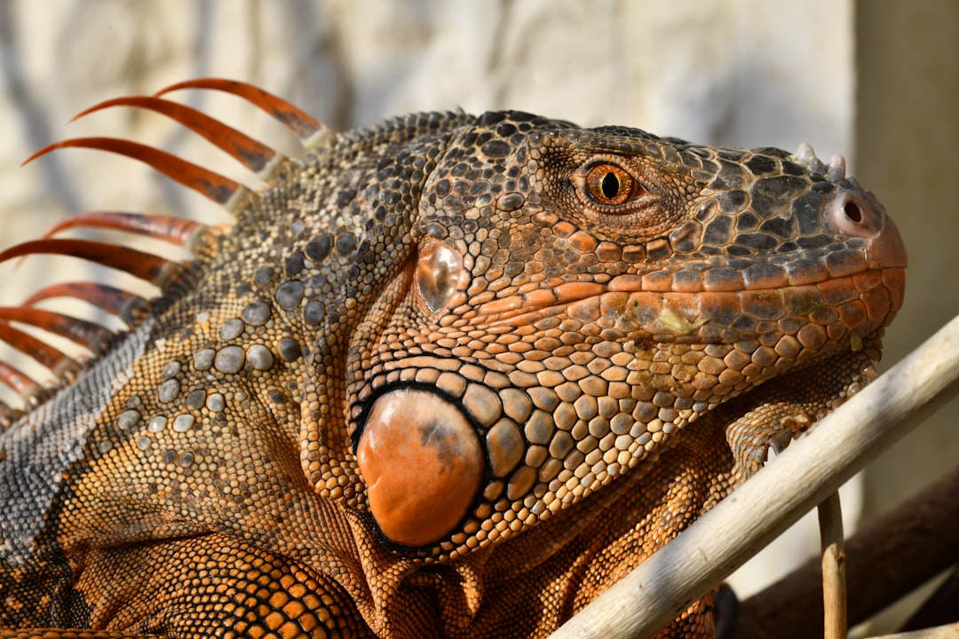 A close up of a large lizard on a fence