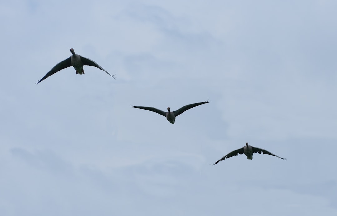 a flock of birds flying through a cloudy sky