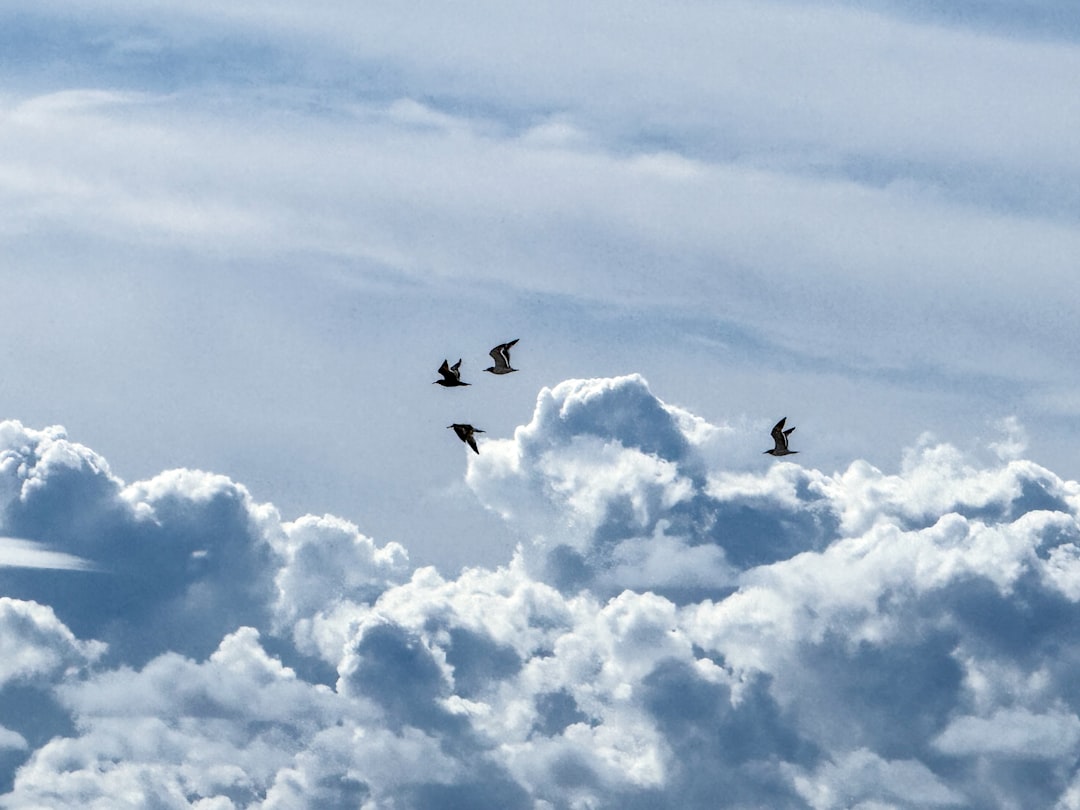 Birds flying through fluffy white clouds