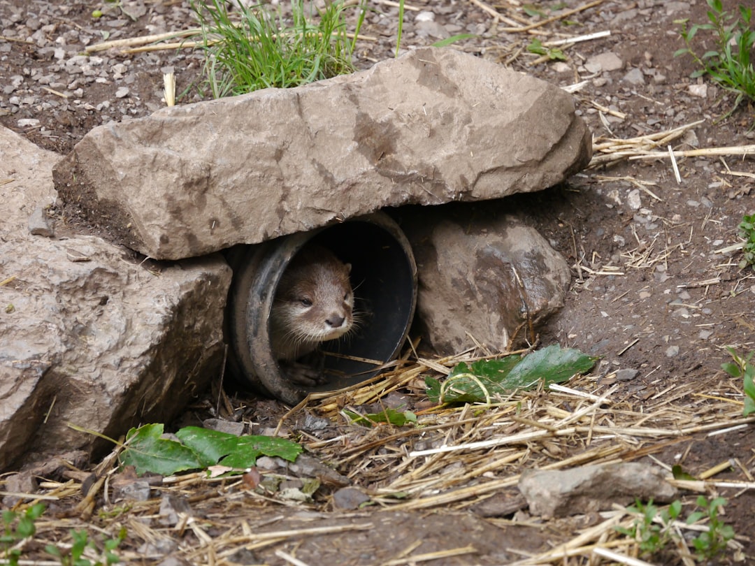 A small animal in a hole in the ground