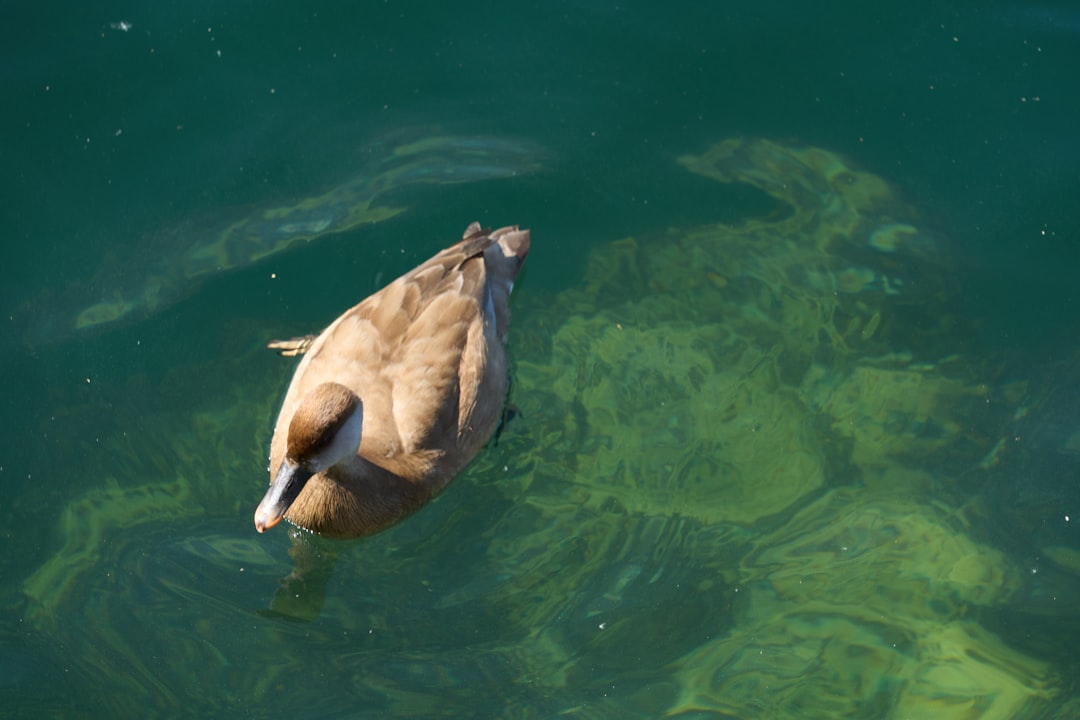 تفسير حلم الخز المائي: دلالات روحية ونفسية وفق منهج ابن سيرين والقرآن والسنة