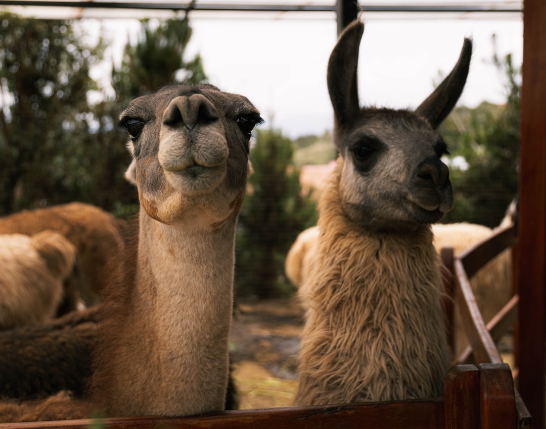 تفسير حلم الألباكا في المنام: رؤى ابن سيرين ومنظور إسلامي ونفسي