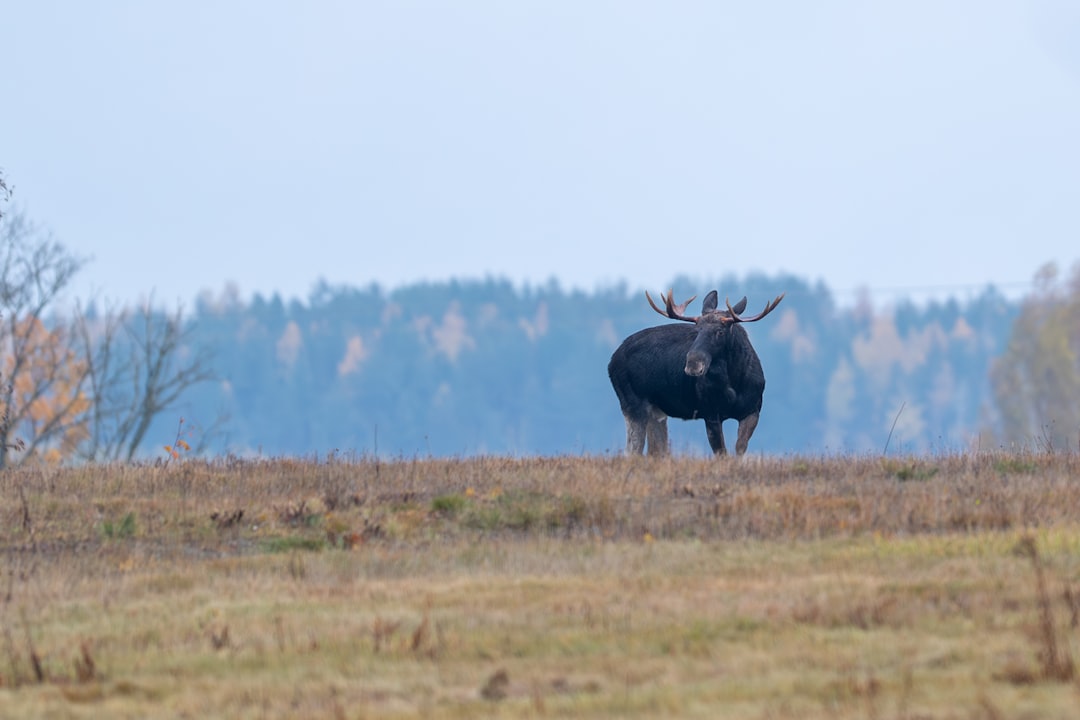 تفسير حلم الموظ في المنام: دلالات ابن سيرين والنفسية
