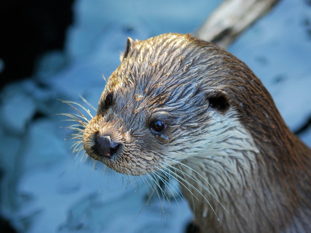 تفسير رؤية القضاعة في المنام: ابن سيرين، التراث الإسلامي، وعلم النفس